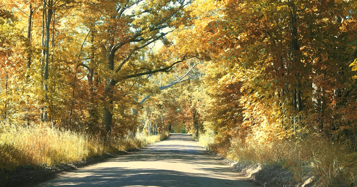 Tree-lined Chubb Road in Lyon Township. Chubb Road forms one edge of the Tanglewood area.